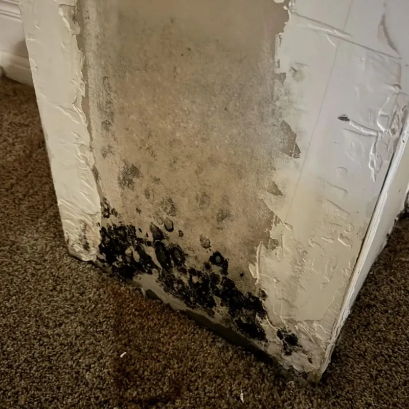 Professional Mold Removal in Rush City, MN